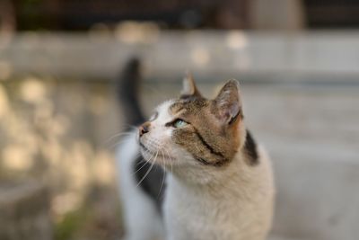 Close-up of cat looking away