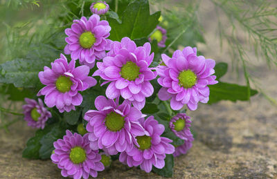 High angle view of pink flowering plant