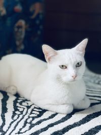 Close-up of white cat looking away