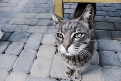 Close-up portrait of cat