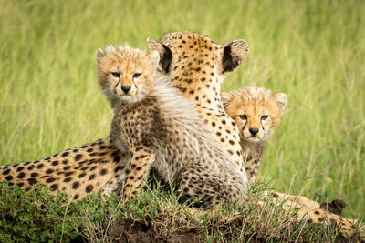 Cheetah family sitting on land