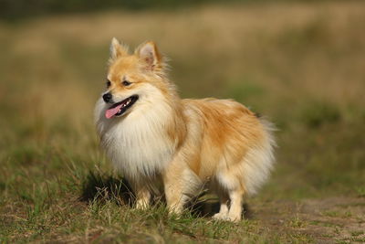 Dog looking away on land