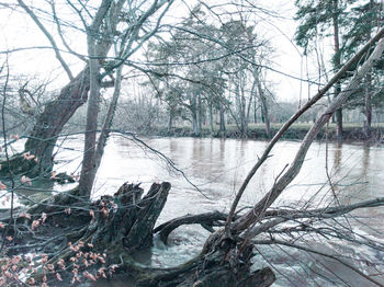 Bare trees by lake in forest during winter