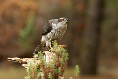 Close-up of owl perching on tree