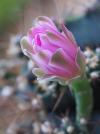 Close-up of pink flowering plant