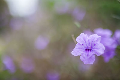 Close-up of purple flowering plant