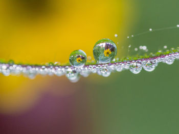 Close-up of water drops on plant