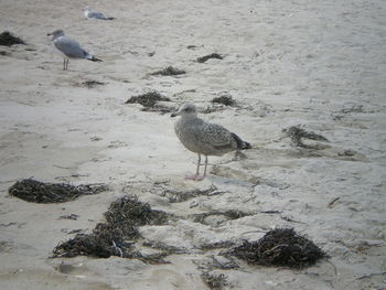 Seagulls perching on sand at beach