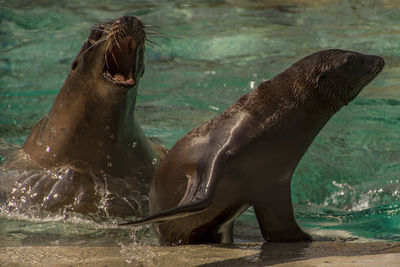 Close-up of horse in water