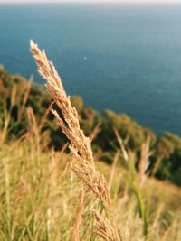 Close-up of stalks against blurred background