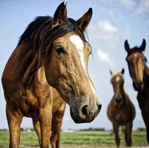 Horses on field against sky