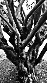 Low angle view of tree trunk