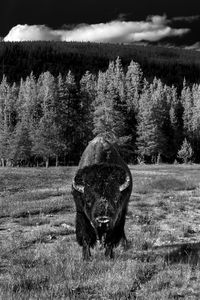 View of a horse on field