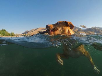 Dog swimming in water against clear sky