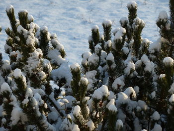 Close-up of cactus plants