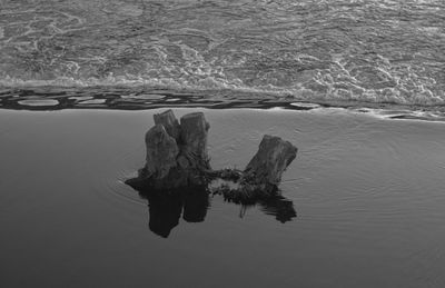 Reflection of tree in lake during winter