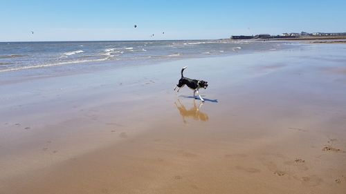 Dog on beach by sea against sky