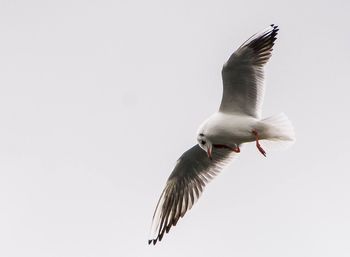 Low angle view of seagull flying