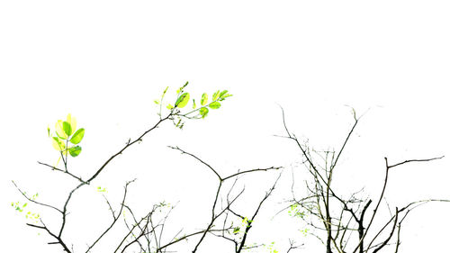 Low angle view of plants against clear sky