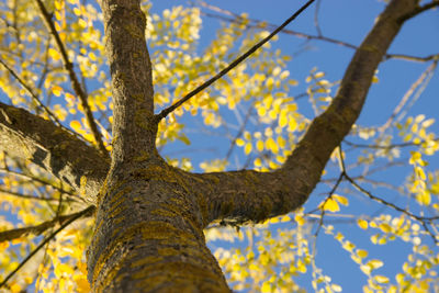 Low angle view of tree against sky