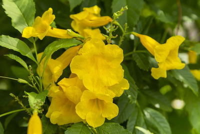 Close-up of yellow flowering plant