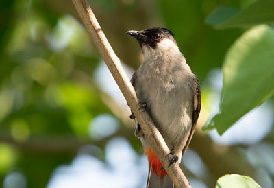 Close-up of a bird perching on branch