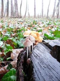 Leaves on wooden tree trunk