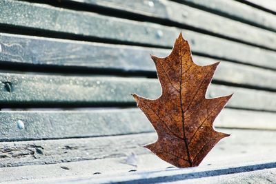 Close-up of maple leaf on metal wall