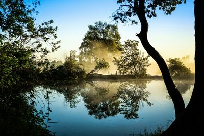 Reflection of trees in water