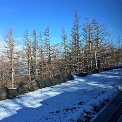 Bare trees against blue sky