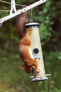 Red squirrel on bird feeder