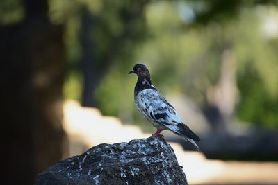 Close-up of bird perching on rock