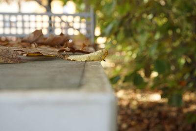 Close-up of bird