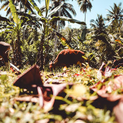 View of an animal on field