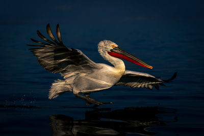 Close-up of pelican