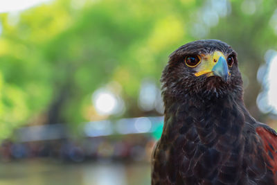 Close-up of a bird looking away