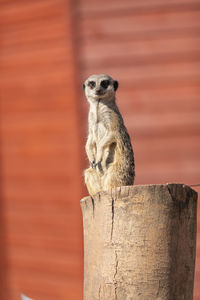 Meerkat on wood