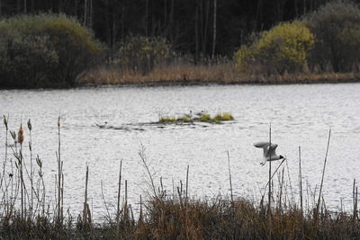 View of birds in lake