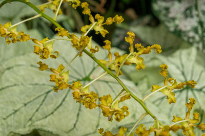 Close-up of yellow flowering plant