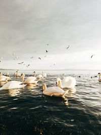 Birds flying over swans in sea