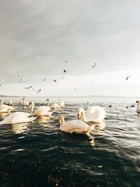 Swans swimming in lake against sky