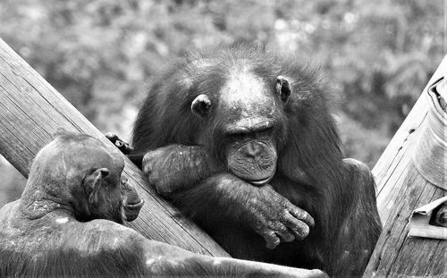 People in zoo