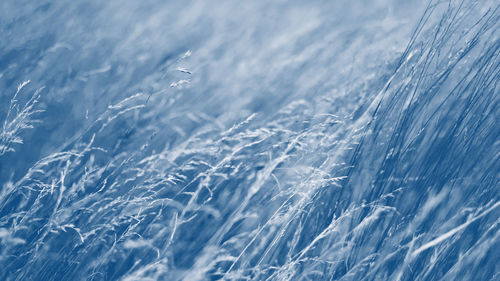 Blue color toned floral background. blue toned trend web banner