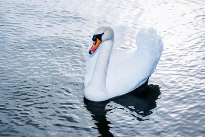 Close-up of swan swimming in lake