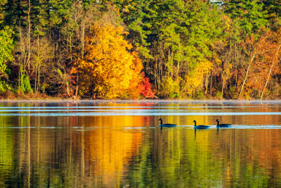 Scenic view of lake in forest during autumn