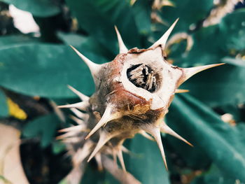 High angle view of plant with thorns