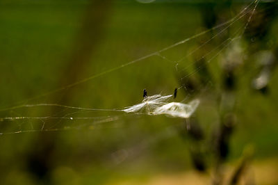 Close-up of spider web