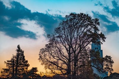 Low angle view of silhouette tree against building against sky