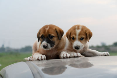 Puppies on car roof against sky