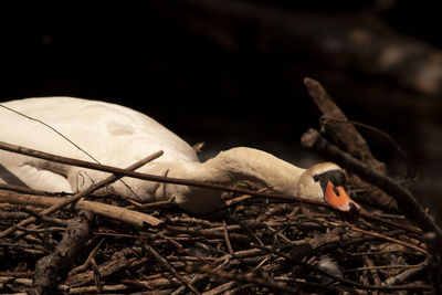 Close-up of a bird on field